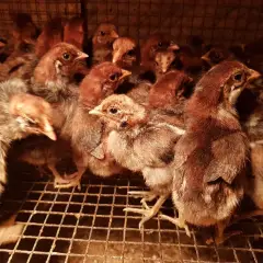Một số lưu ý khi nuôi gà siêu trứng ai cập