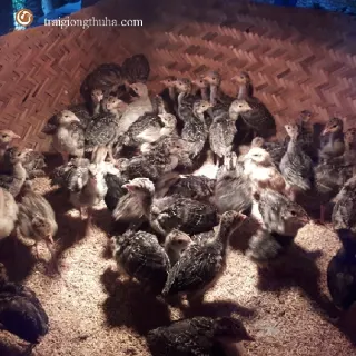 Gà tây giống mới nở