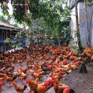 Kỹ thuật chăn nuôi gà ri lai