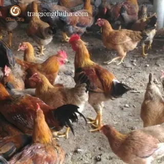 Kỹ thuật chăn nuôi gà mía lai