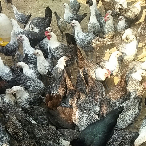 Kinh nghiệm chăn nuôi gà siêu trứng ai cập thả vườn  Gà Thả Vườn