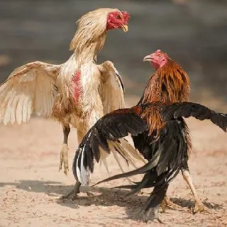 Kỹ thuật chăn nuôi gà đá
