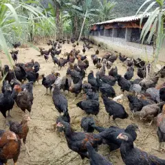 Kỹ thuật chăn nuôi gà thương phẩm giống thịt