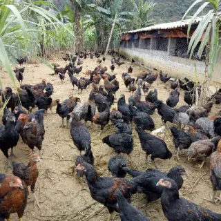 Kỹ thuật chăn nuôi gà thương phẩm giống thịt