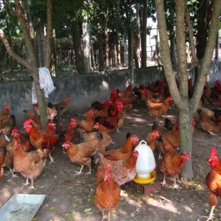 Kỹ thuật chăn nuôi gà hướng thịt