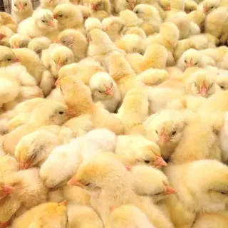 Kỹ thuật chăn nuôi gà giống
