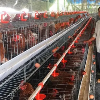 Kỹ thuật chăn nuôi gà đẻ trứng