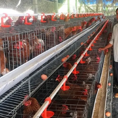 Kỹ thuật chăn nuôi gà đẻ trứng