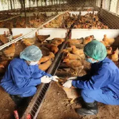 Kỹ thuật chăn nuôi và phòng trị bệnh cho gà