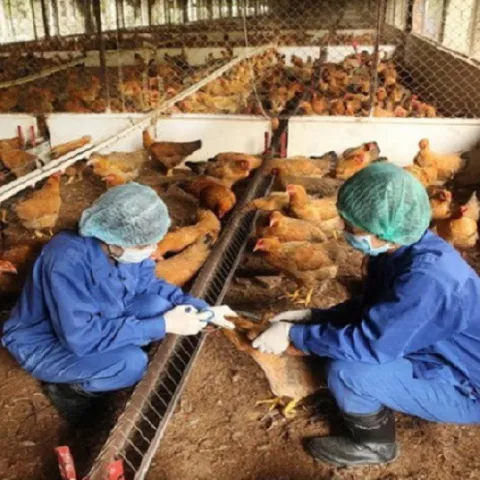 Kỹ thuật chăn nuôi và phòng trị bệnh cho gà