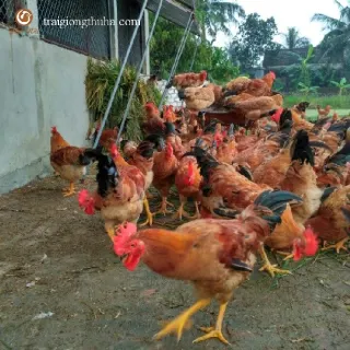 Kỹ thuật chăn nuôi gà thả vườn
