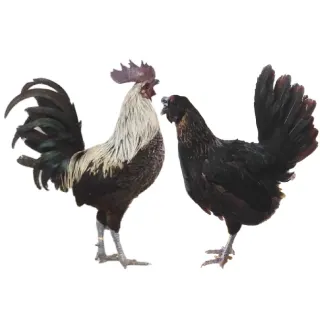 Kỹ thuật chăn nuôi gà đặc sản