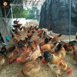 Gà ri vàng rơm lai 3/4