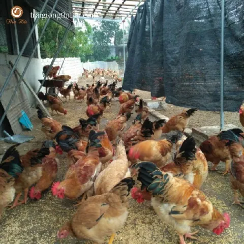 Gà ri vàng rơm lai 3/4