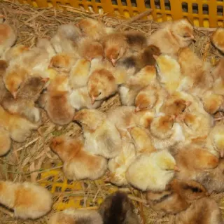Gà ri vàng rơm thuần