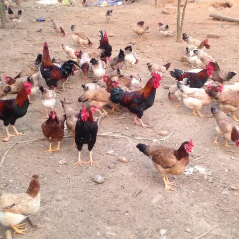 Gà ri tía mận lai