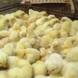 Gà ri tía mận lai 7/8