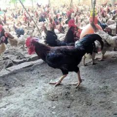 Gà ri tía mận thuần chủng