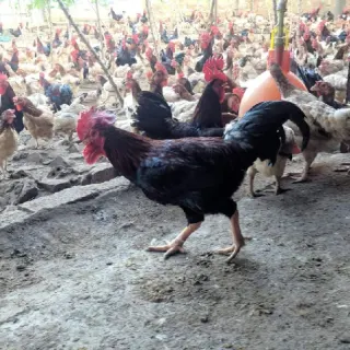 Gà ri tía mận thuần chủng