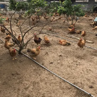 Kỹ thuật nuôi gà lương phượng