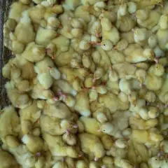 Vịt siêu thịt giống 