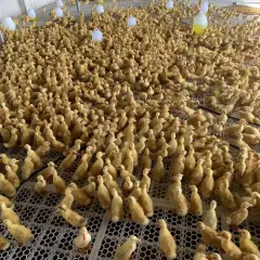 Vịt giống siêu đẻ