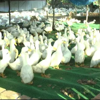 Thụ tinh nhân tạo cho ngan vịt
