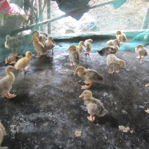 Bệnh Viêm Gan Vịt