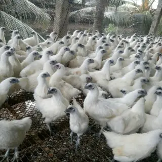 Kỹ thuật nuôi gà ác sinh sản
