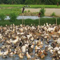 Kỹ thuật nuôi vịt đẻ chạy đồng