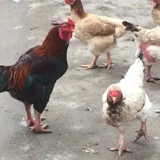 Gà móng