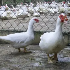 Ngan siêu nặng 