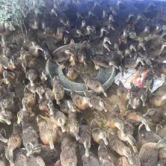 vịt trời giống