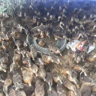 vịt trời giống