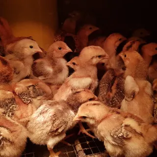Cung cấp gà hồ lai giống
