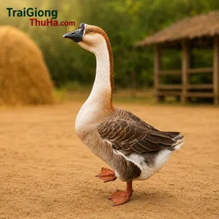 Ngỗng sư tử