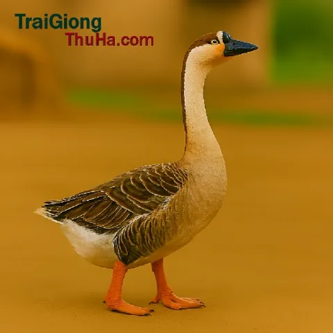 Ngỗng sư tử