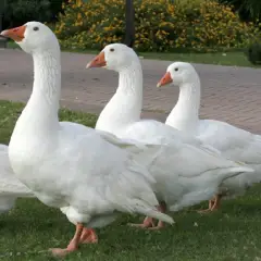 Ngỗng cỏ