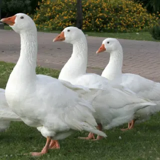 Ngỗng cỏ