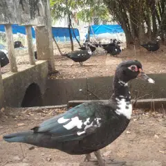 Ngan nội (Vịt xiêm)
