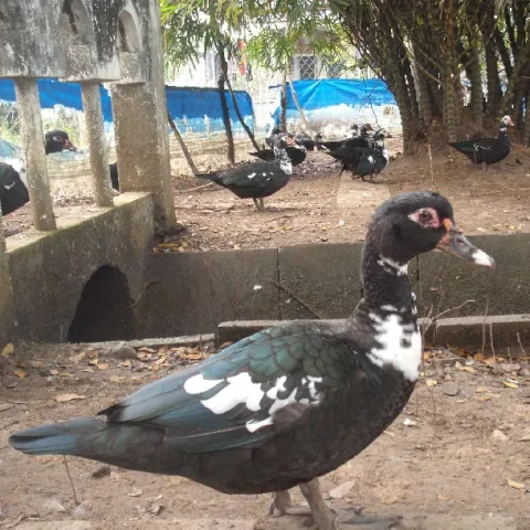 Ngan nội (Vịt xiêm)
