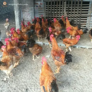 Đặc điểm gà ri