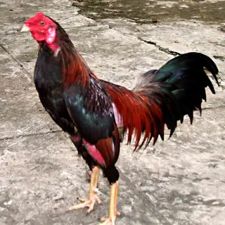 Kỹ thuật nuôi gà chọi