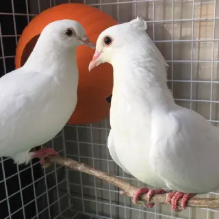 Kỹ thuật nuôi bồ câu pháp