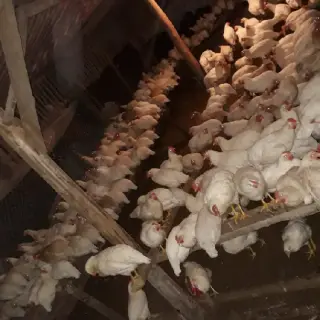 Gà ai cập lông trắng