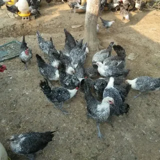 Gà ai cập lông vằn đen