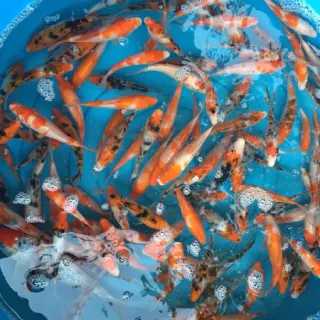 Cung cấp cá koi nhật giống