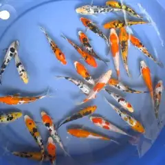 Cá koi nhật