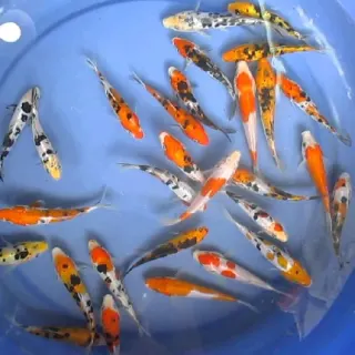 Cá koi nhật