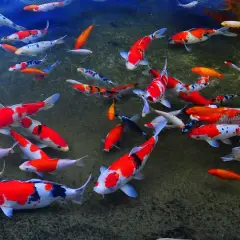 Kỹ thuật nuôi cá koi